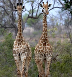 giraffe